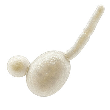 Candida Albicans Yeast Cell Isolated on White Background, Detailed 3D Medical Illustration
