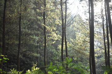 Obraz premium Sunlight filtering through a lush pine forest, illuminating dense green ferns and vegetation on the forest floor.