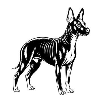 Xoloitzcuintli Dog Illustration: Hairless Mexican Dog Standing Profile for Aztec Dog Culture, Canine Heritage, Unique Breed Portrait, and Pet Adoption Awareness Campaigns