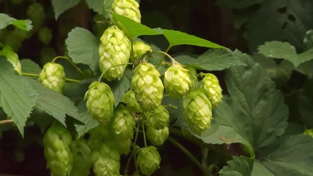 Close up of green hops ripening on branches outdoors, organic farming, craft brewery, seasonal harvest.