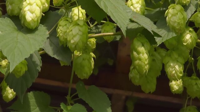Fresh hop cones hanging on plant in rural garden, local agriculture, brewing ingredients, organic lifestyle.