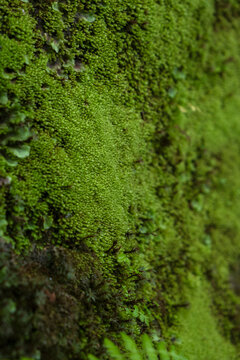 Green moss covering a large rock in a forest, natural texture background