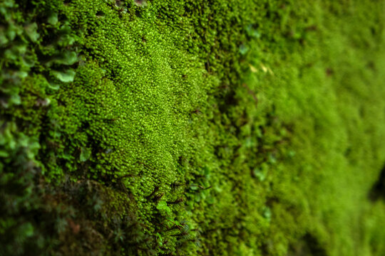 Green moss covering a large rock in a forest, natural texture background