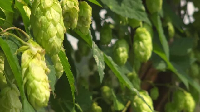 Green hop cones swaying on plant, craft beer brewing, organic agriculture, countryside harvest.