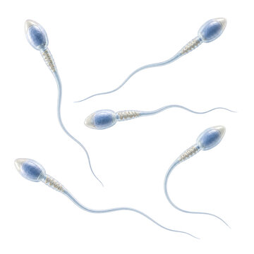 Human Sperm Cells Isolated on White Background, Detailed 3D Medical Illustration
