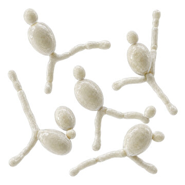 Candida Albicans Yeast Cells Isolated on White Background, Detailed 3D Illustration
