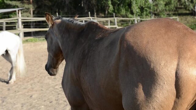 Close-up video of the hindquarters and tail of a dark brown horse standing in a grassy meadow. 