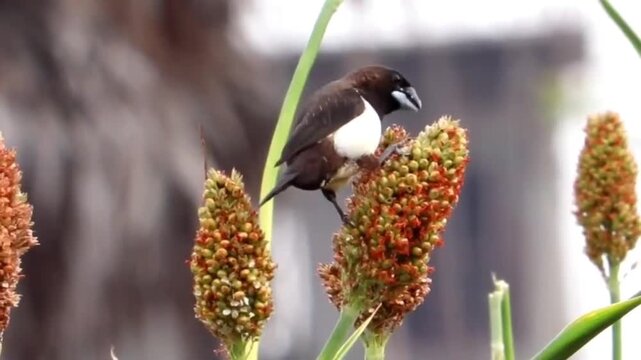 Small bird eating seeds from a sorghum crop