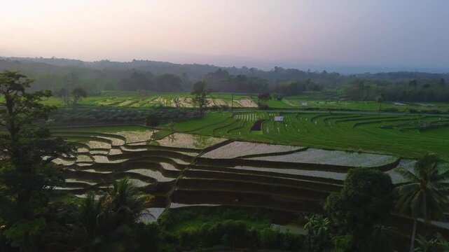 Aerial view of lush green rice terraces at sunrise with golden light reflecting in the water, surrounded by palm trees and misty mountains in Wonosobo, Central Java, Indonesia.