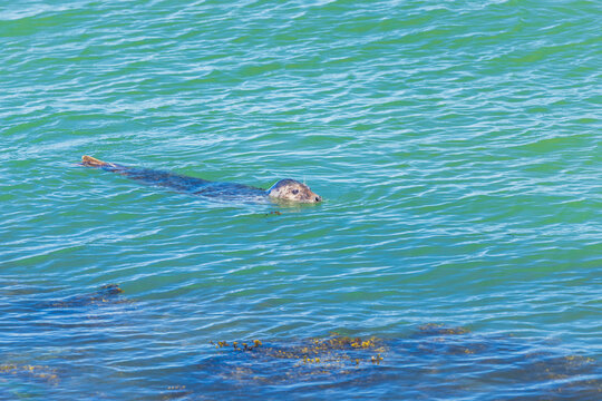 Graceful Seal Swims in the Clear Turquoise Ocean with Head Above the Water Surface, Enjoying the Sunlit Sea. Ostend, a coastal city in Belgium, Europe.