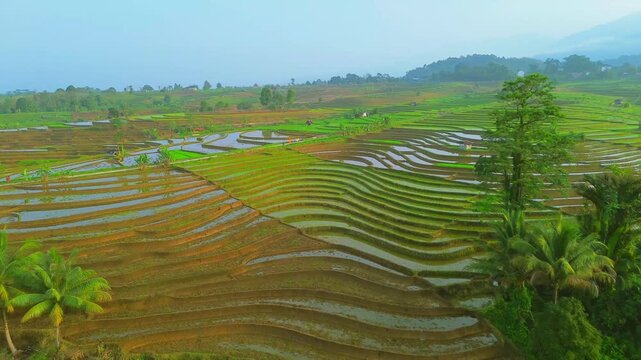 Aerial view of lush green rice terraces at sunrise with golden light reflecting in the water, surrounded by palm trees and misty mountains in Wonosobo, Central Java, Indonesia.