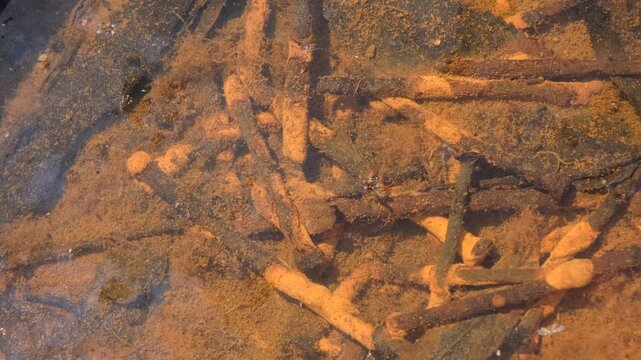 rusty objects left on the bottom of the deep water, fossilized plant stems with rough, textured surfaces, likely from a prehistoric era, small microorganisms swimming in water