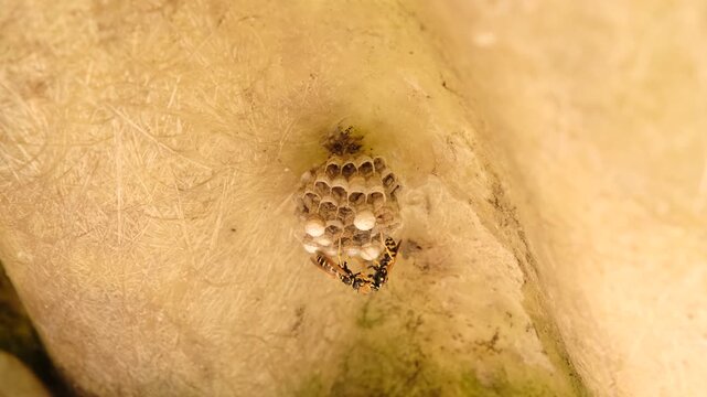wasp nest under construction with two workers