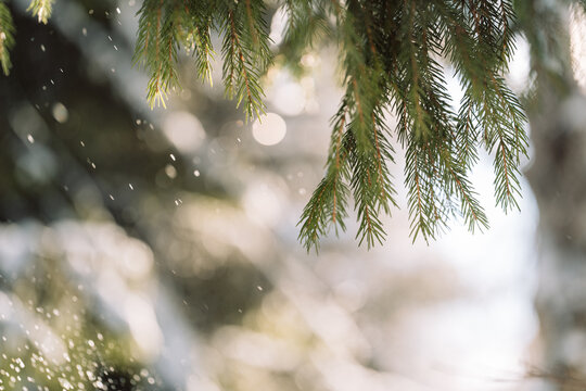 Green fir branches with falling snow and soft winter bokeh, Christmas background.