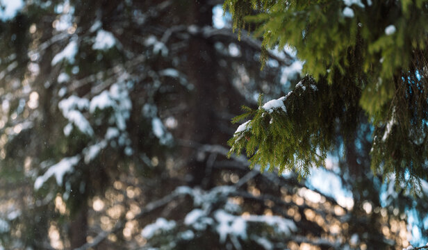 Snow-covered evergreen tree branches in peaceful winter forest, Christmas background.