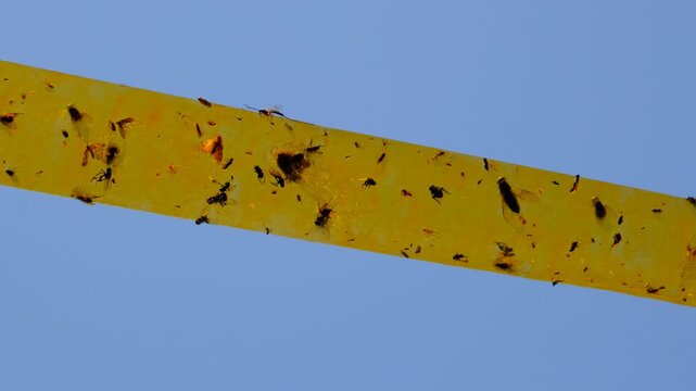 Dead Flies On Sticky Tapeon sky background