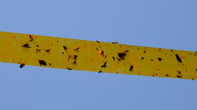 Dead Flies On Sticky Tapeon sky background