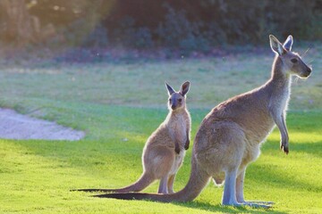 Australian kangaroo with a young joey standing together in a lush green natural landscape. © ZainXBhatti