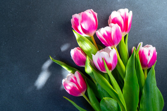 Pink tulips flowers. Floral bud. Tulip flower top view. Gray background.