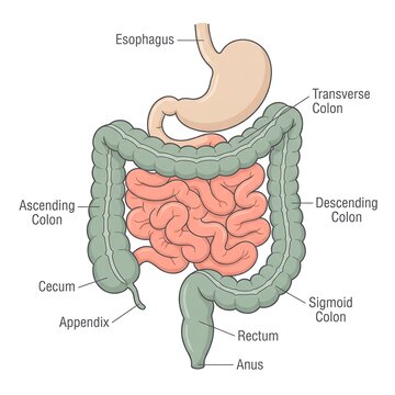 A clear vector illustration depicting the human digestive system including the esophagus stomach small intestine and large intestine with labeled anatomical parts
