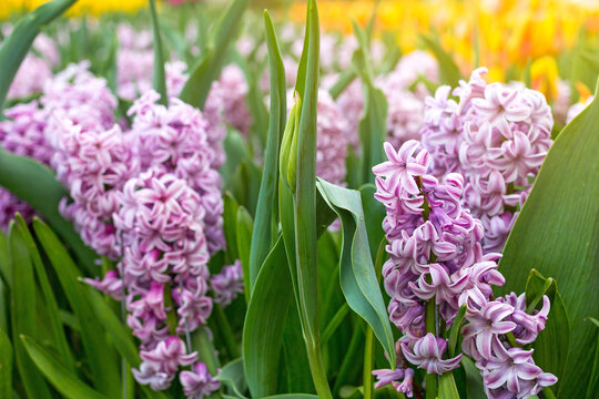 Violet Hyacinth flowers with beautiful bouquet background in spr