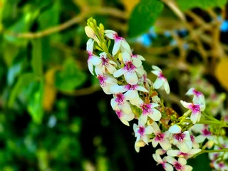 Fotobehang Badkamer Blooming White Japanese Jasmine Flowers with Purple Dots in Garden  © Fitri