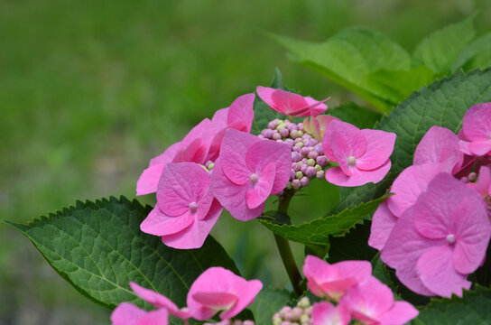 Hydrangea serrata (Mountain Hydrangea) blossom. Closeup, outdoors cluster of vibrant pink blooming flowers and green leaves against natural soft green blurred background.Growing 
