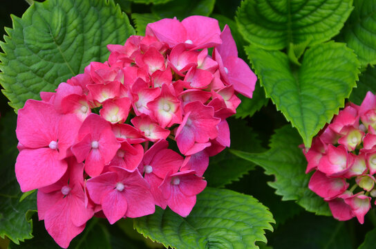 Hydrangea macrophylla &lsquo; Glowing Embers&rsquo; blossom .Closeup ,top view blooming cluster of crimson frowers and vivid green leaves .Growing summer blooming hydrangea shrub.
