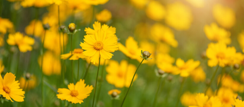 Yellow meadow flowers in sunlight, selective focus