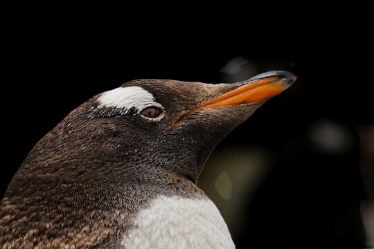Gentoo penguin close-up portrait on black background. Close-up portrait of a gentoo penguin, Pygoscelis papua, against a black background, showing its distinctive facial markings, feathers and charact