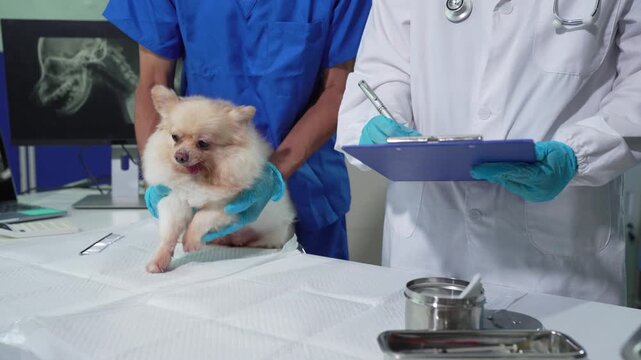 Veterinarians and assistants care for dogs, providing health exams, treatments, and medical record updates in a veterinary clinic.