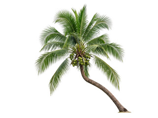 Coconut Palm Tree with Green Coconuts Isolated on Black Background Curved Trunk Tropical Beach Tree © PNG CREATOR