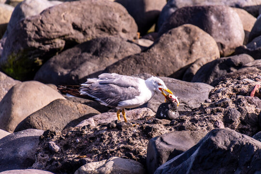 Gaviota en la costa de Agaete, Islas Canarias.