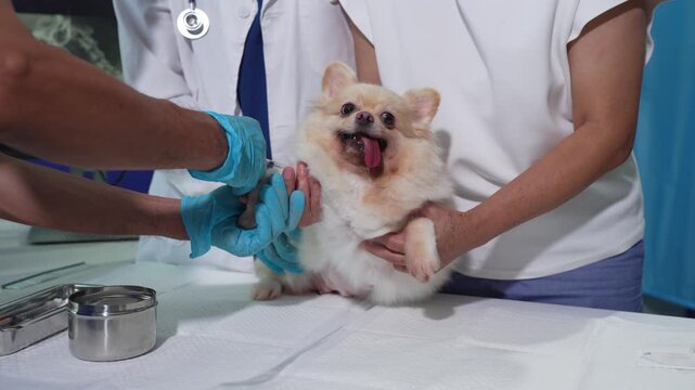 Veterinarians and assistants provide vaccinations and health checkups for dogs, delivering expert care and medical support in a clinic.