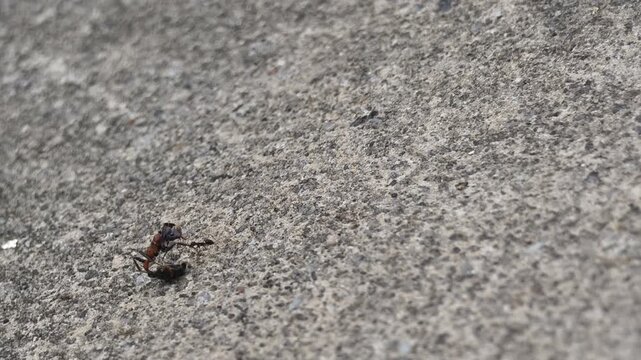 a tiny lone ant single-handedly drags a massive dead ant carcass across a rough stone texture surface.