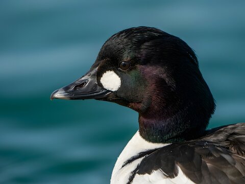 Close-up profile of male common merganser duck swimming in clear blue water with greenish tint