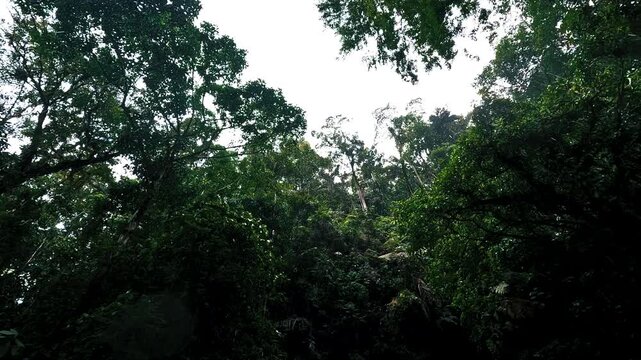 Dark Tropical Rainforest River Canyon in Ecuador with Dense Green Canopy, Rock Walls and Remote Freshwater Wilderness Landscape