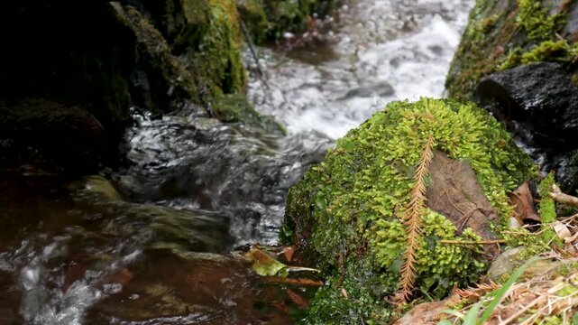 Peaceful close-up of forest stream water gently moving beside mossy stones. Ideal for relaxation, meditation, or background visuals.