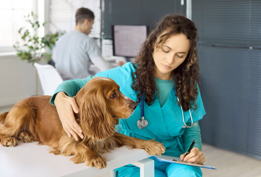 Veterinarian examines cocker spaniel dog at clinic. Routine examination and checkup on table, vet recording details while reassuring the pet. Bright interior. Veterinary care and trust symbol.