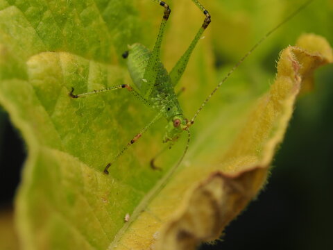 Macro de un saltamontes verde (ninfa de Tettigoniidae) sobre una hoja. Detalle de naturaleza, fauna silvestre y biodiversidad.