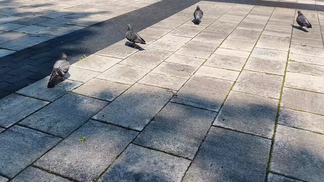 Pigeons walk on a stone pavement in a city square, casting long shadows under bright sunlight. Concept of urban solitude and quiet observation in a public space.