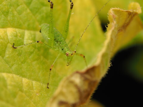 Macro de un saltamontes verde (ninfa de Tettigoniidae) sobre una hoja. Detalle de naturaleza, fauna silvestre y biodiversidad.