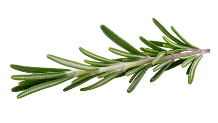 Fototapeta premium Isolated fresh green rosemary sprig aromatic herb for cooking seasoning and vibrant garnish
