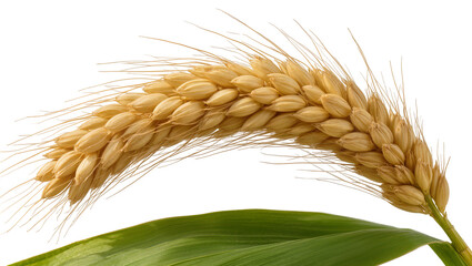 Fototapeta premium Isolated golden ear of ripe wheat with a vibrant green leaf, signifying harvest and agriculture