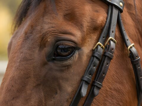 Close-up portrait of brown horse with leather bridle and expressive dark eye in natural light