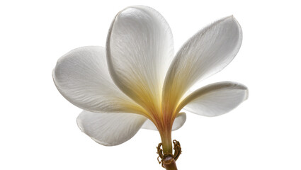 Fototapeta premium Isolated white Plumeria flower with golden yellow center and delicate petals viewed from below