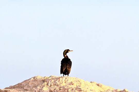Double crested cormorant after feeding, preening and drying on rocks