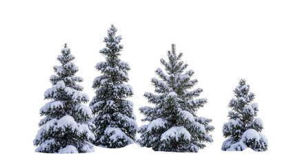 Isolated collection of festive snow-covered coniferous trees ready for winter holiday designs © Aoife