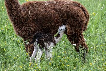 Fototapeta premium alpaka tier natur lama familie