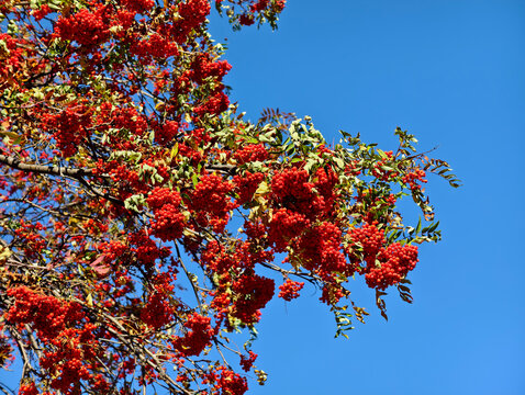 Red bunches of rowan berries Sorbus aucuparia against blue sky background.